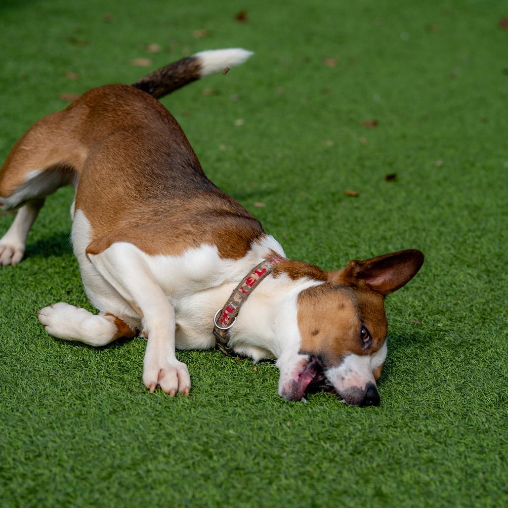 Enlarge Stanley, a Adoptable mixed breed in Gainesville, GA image 2/6