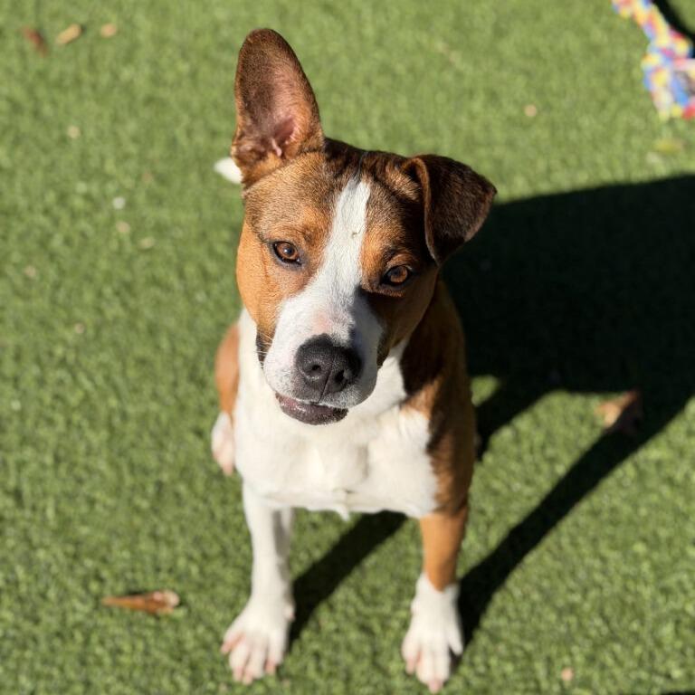 Enlarge Stanley, a Adoptable mixed breed in Gainesville, GA image 3/6