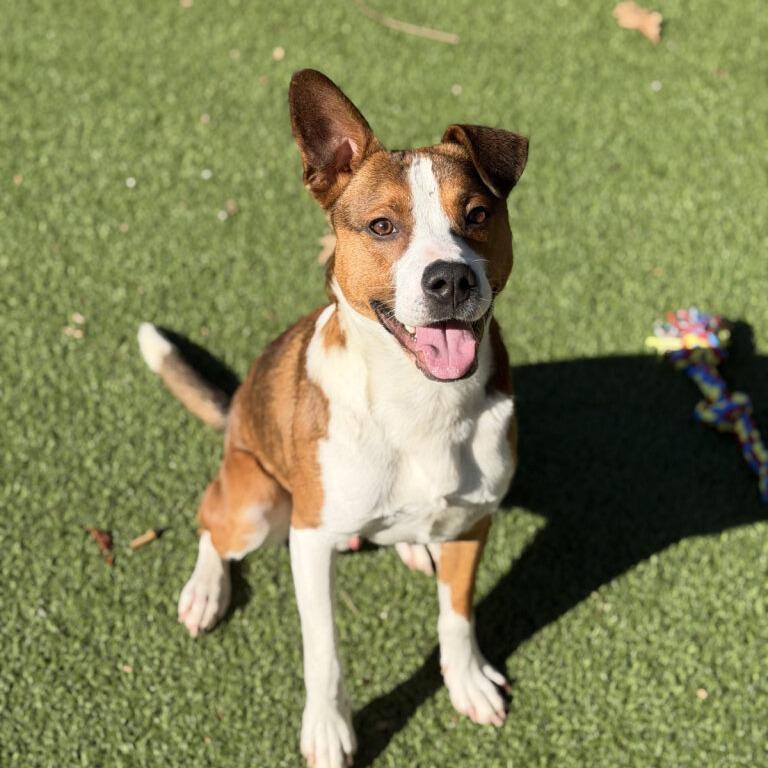 Enlarge Stanley, a Adoptable mixed breed in Gainesville, GA image 4/6