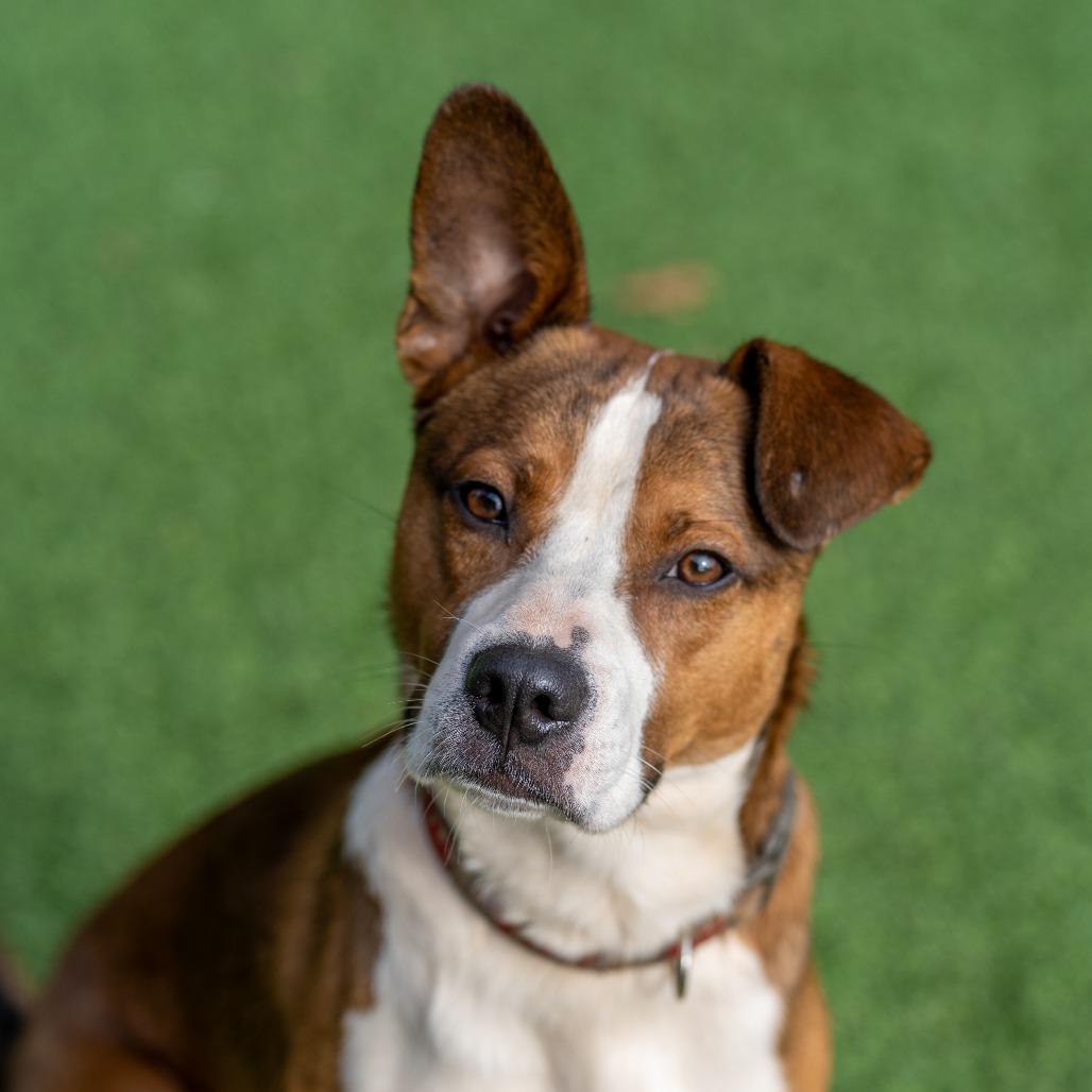Enlarge Stanley, a Adoptable mixed breed in Gainesville, GA image 5/6