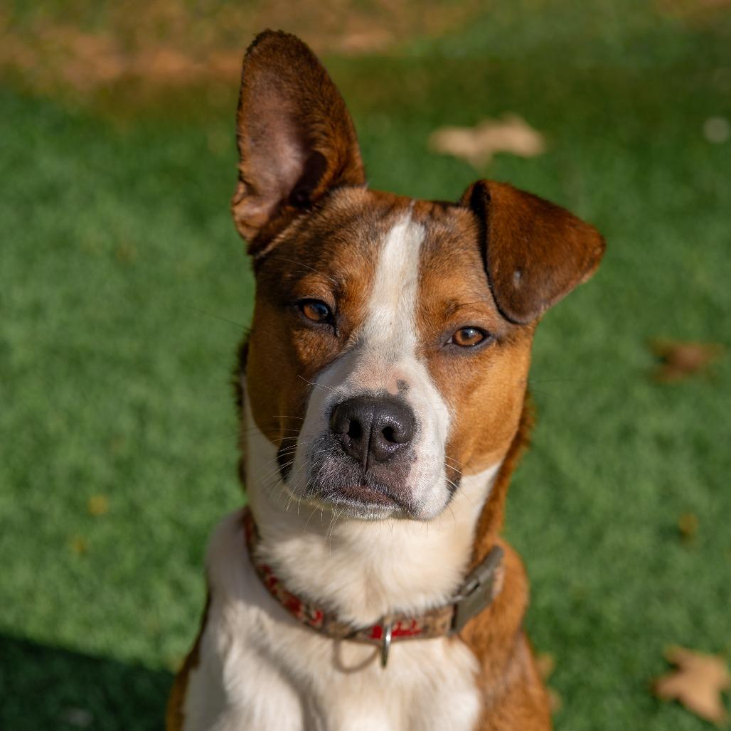 Enlarge Stanley, a Adoptable mixed breed in Gainesville, GA image 6/6