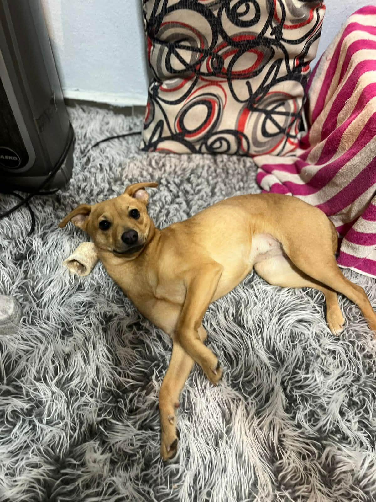 Enlarge Penny, a ADOPTABLE mixed breed in Poway, CA image 2/3