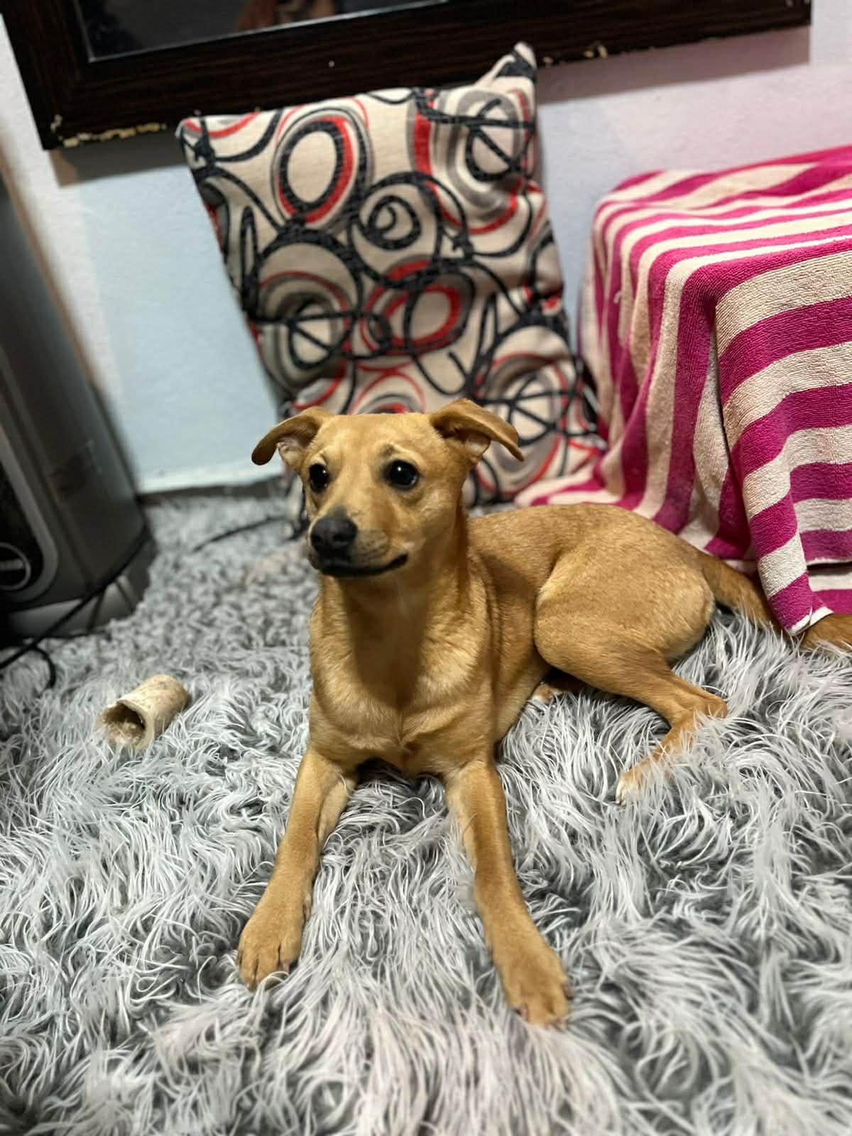 Enlarge Penny, a ADOPTABLE mixed breed in Poway, CA image 1/3