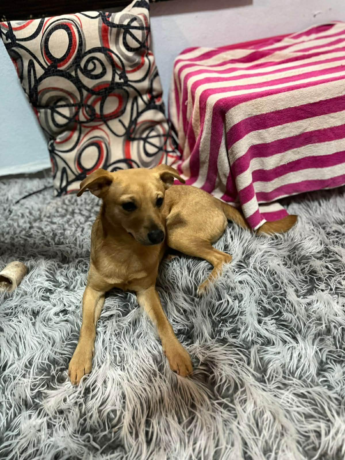 Enlarge Penny, a ADOPTABLE mixed breed in Poway, CA image 3/3