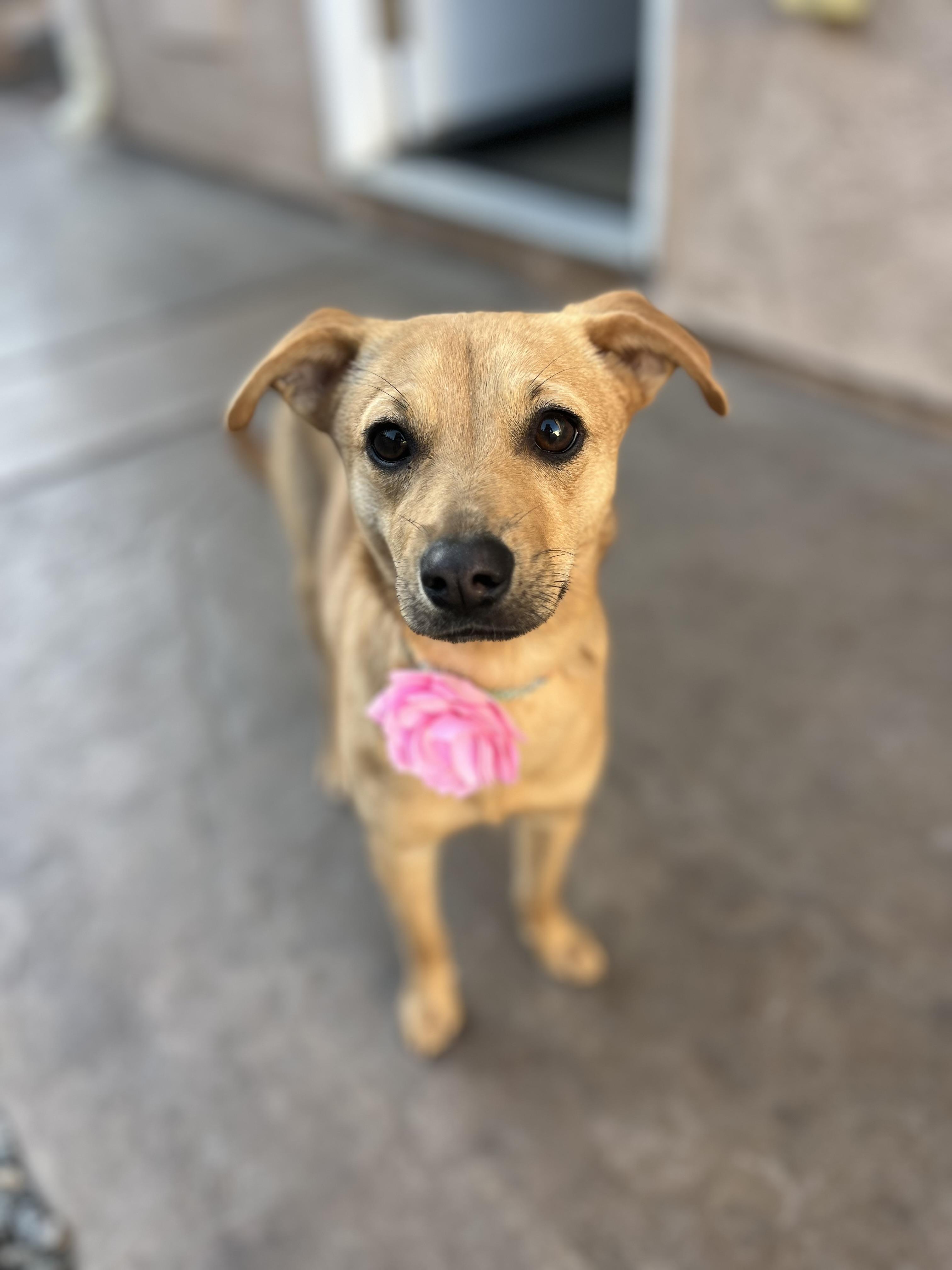 Penny, ADOPTABLE, Puppy Female Chihuahua.