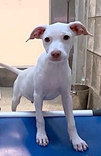 Enlarge Simba, a Adoptable mixed breed in Washington, DC image 2/3