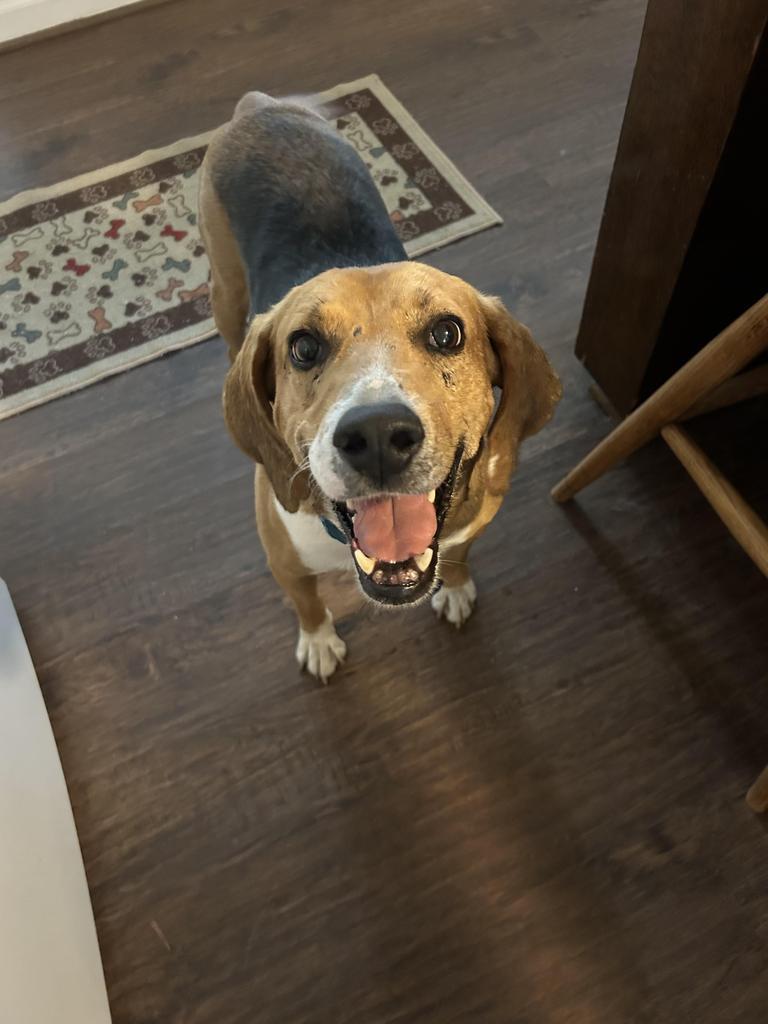 LEO, Adoptable, Adult Male Mixed Breed.