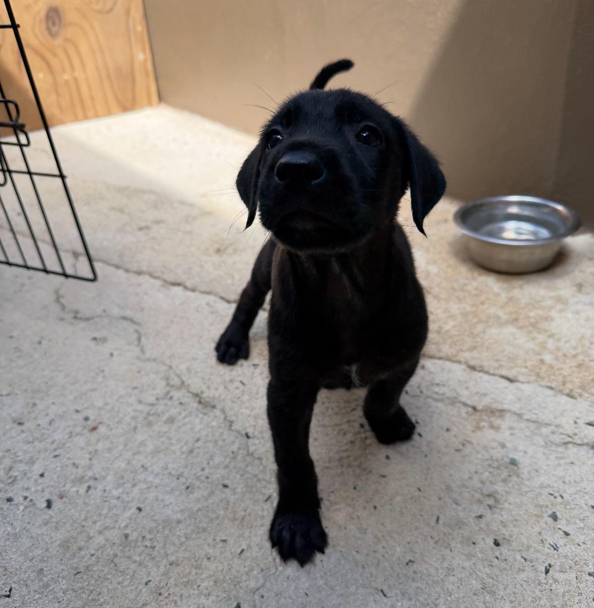 Nobie The Cuddliest photo 1