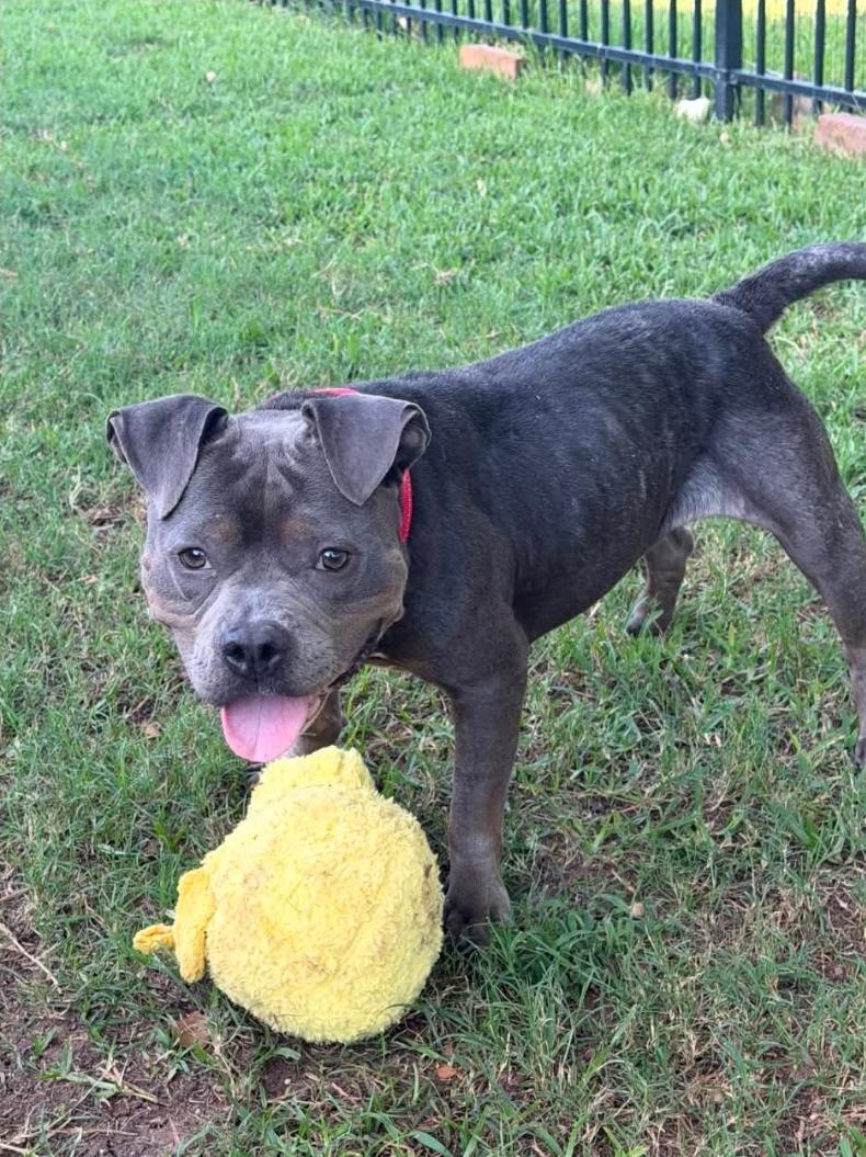 Enlarge Tootsie, a Adoptable mixed breed in Remus, MI image 3/5