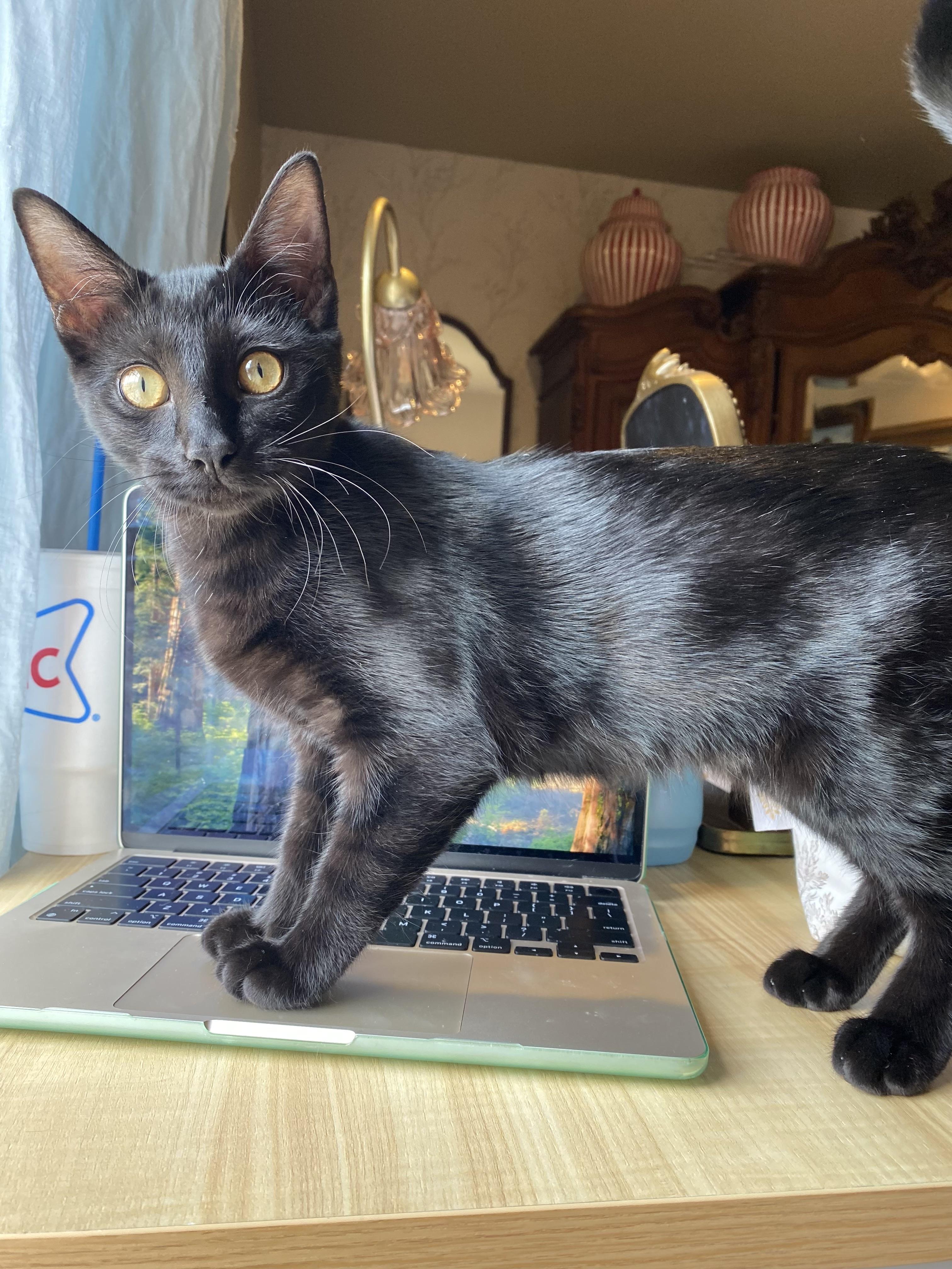 Luna the Fetcher, Adopted, Kitten Female Domestic Short Hair.