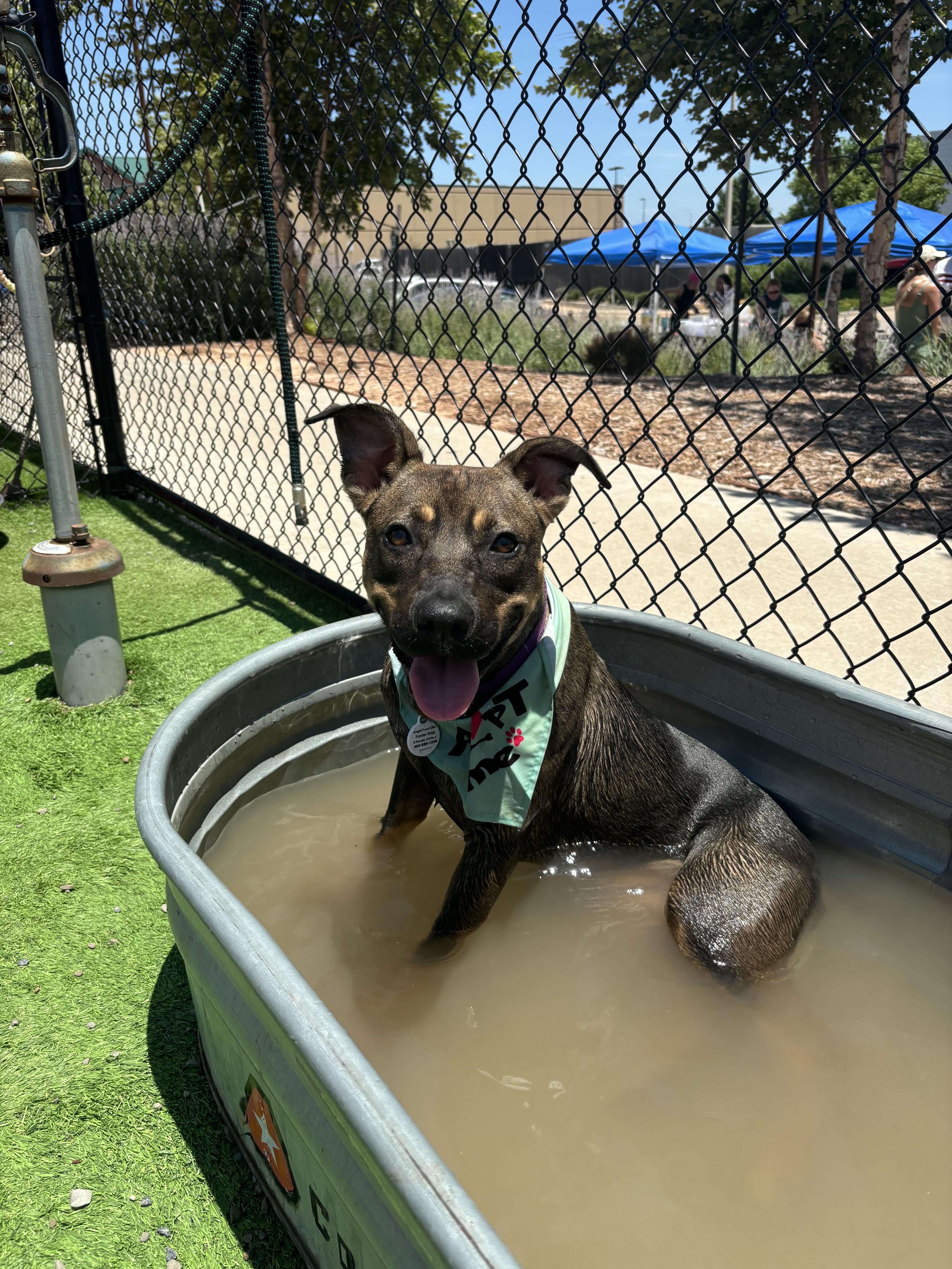 Meadow, a Adoptable mixed breed in Choctaw, OK image 1/2