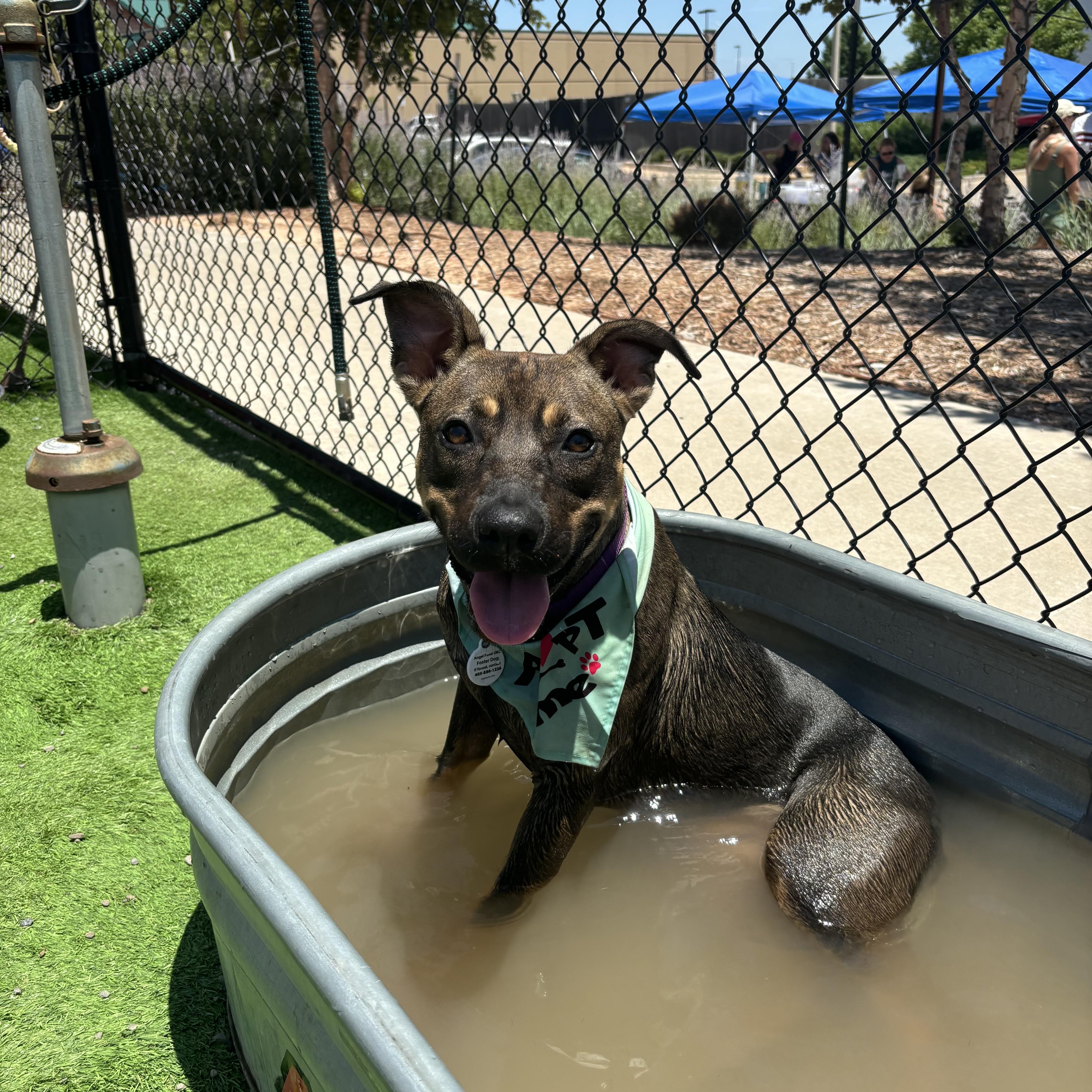 Enlarge Meadow, a Adoptable mixed breed in Choctaw, OK image 1/2