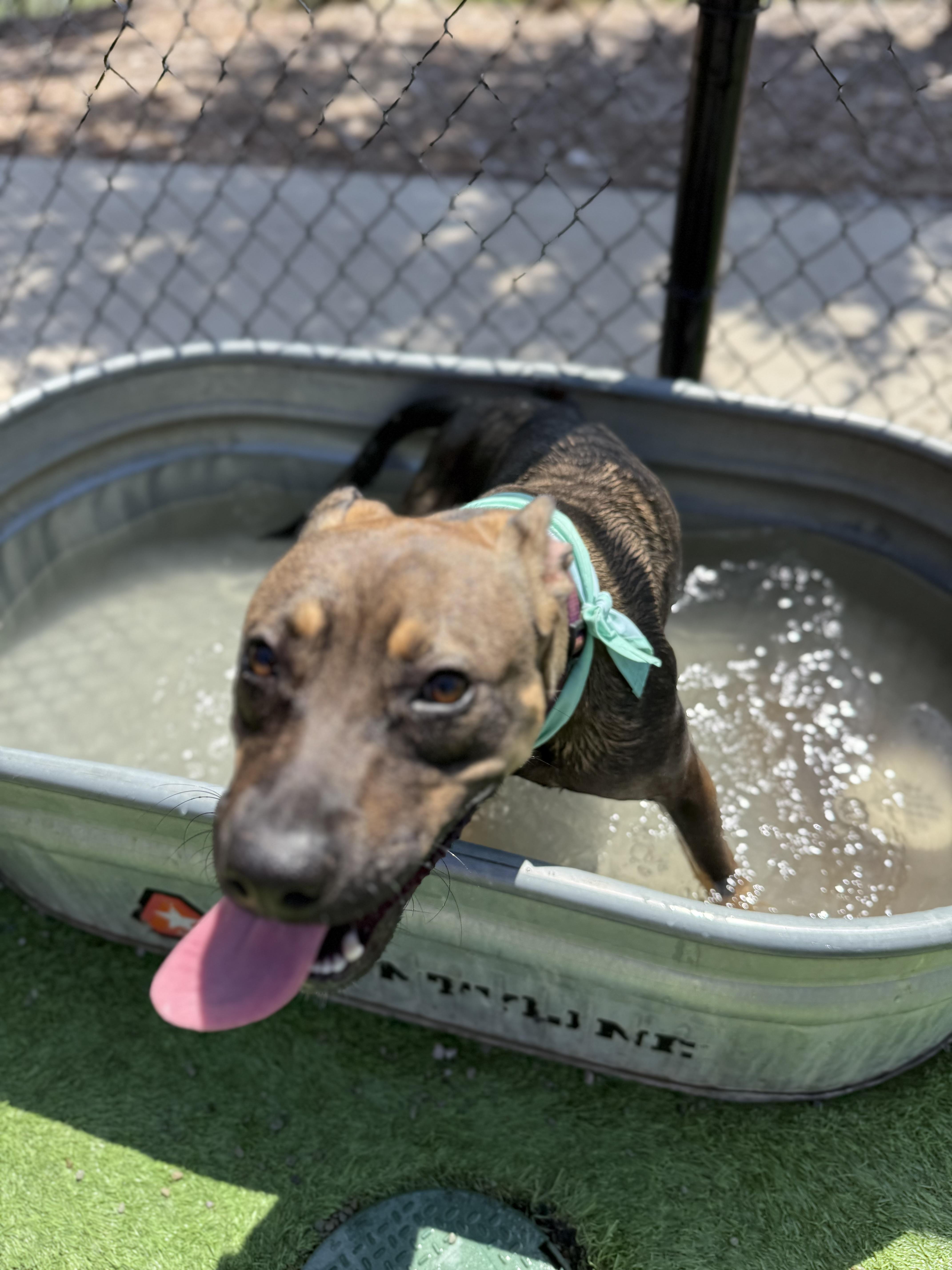 Meadow, a Adoptable mixed breed in Choctaw, OK image 2/2