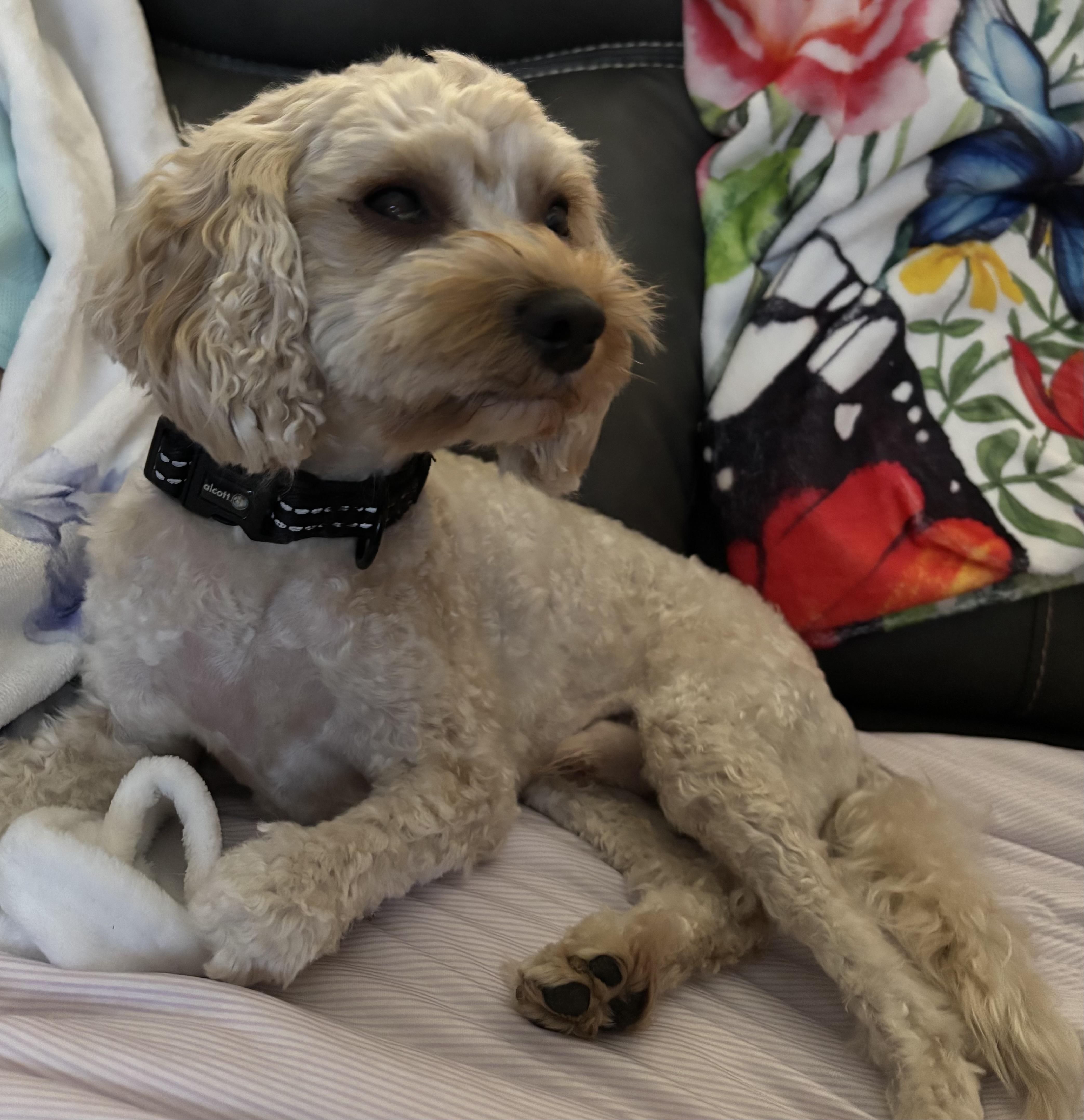 Charlie Finn, a ADOPTABLE mixed breed in Overland Park, KS image 2/3