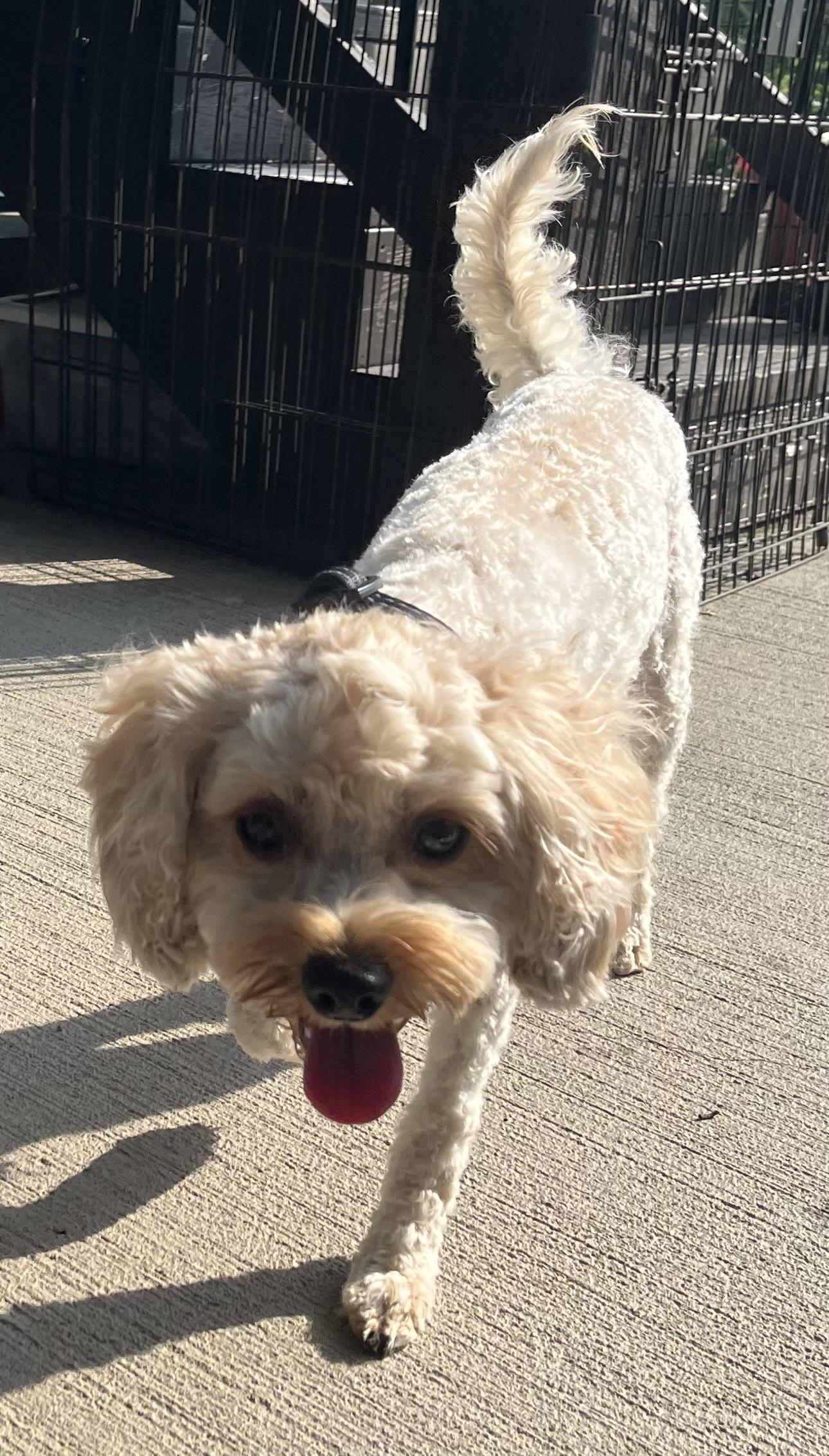 Charlie Finn, a ADOPTABLE mixed breed in Overland Park, KS image 1/3
