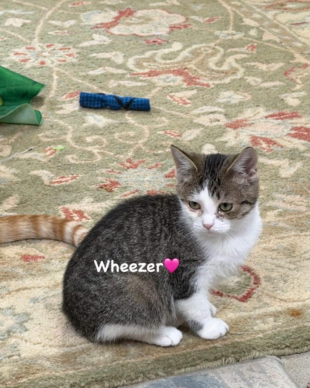 Wheezer, Adoptable, Kitten Female Domestic Short Hair.