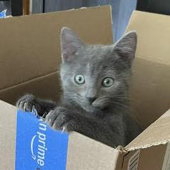 Rowdy, Adoptable, Kitten Male Russian Blue & Domestic Short Hair.