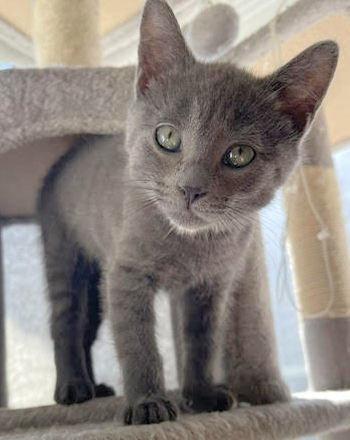 Enlarge Rowdy, a Adopted mixed breed in Reston, VA image 2/3