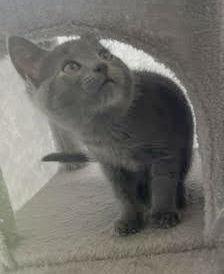 Enlarge Rowdy, a Adopted mixed breed in Reston, VA image 3/3