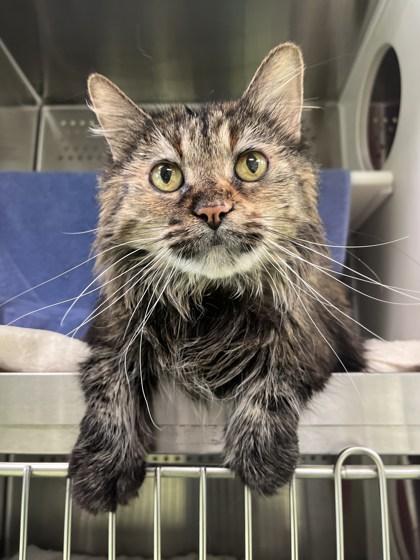 Gypsy, Adoptable, Senior Female Domestic Medium Hair & Domestic Short Hair.