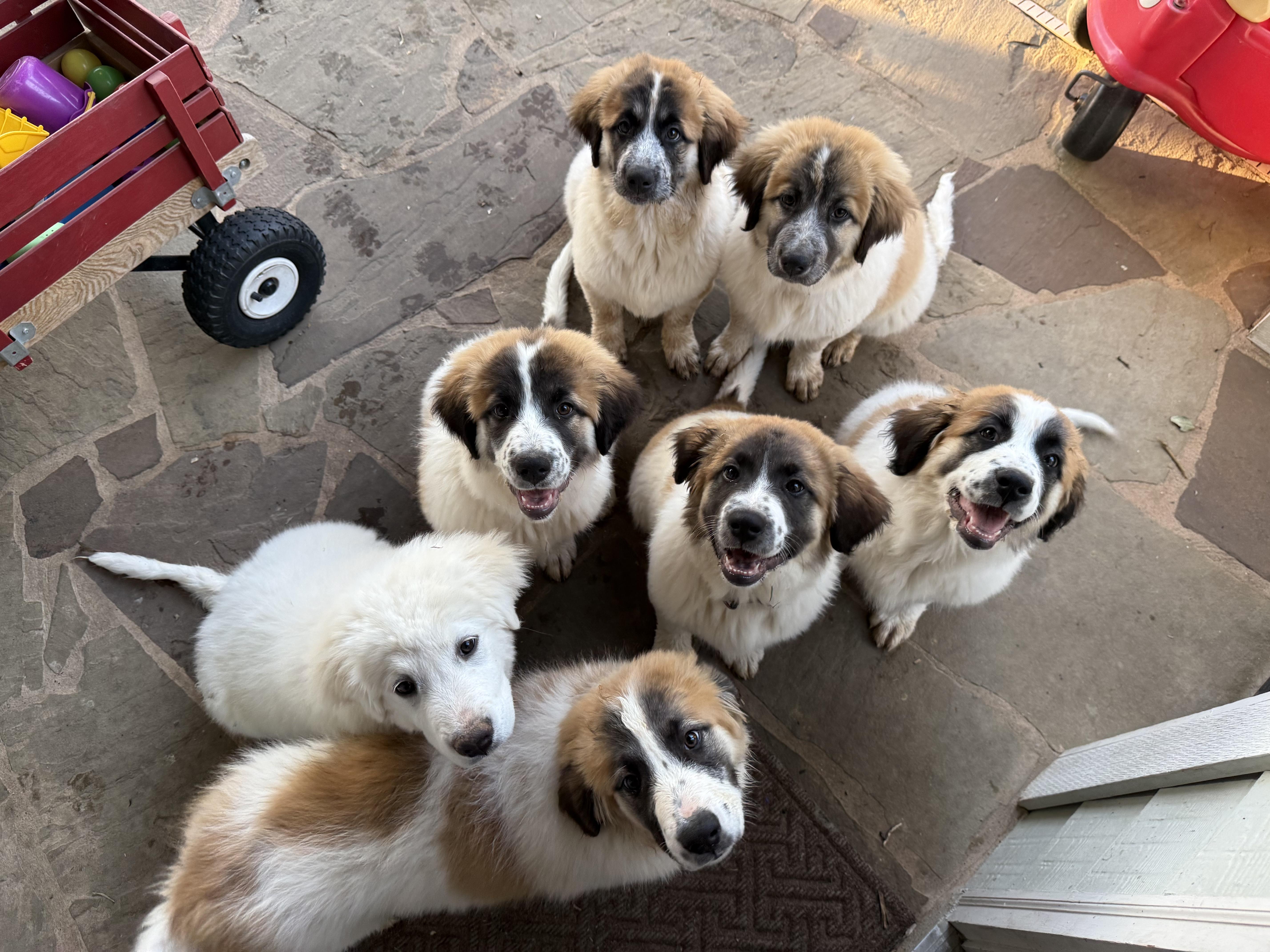 Saint Bernard/Great Pyrenees mix Puppies!, a ADOPTABLE mixed breed in Dale, TX image 2/5