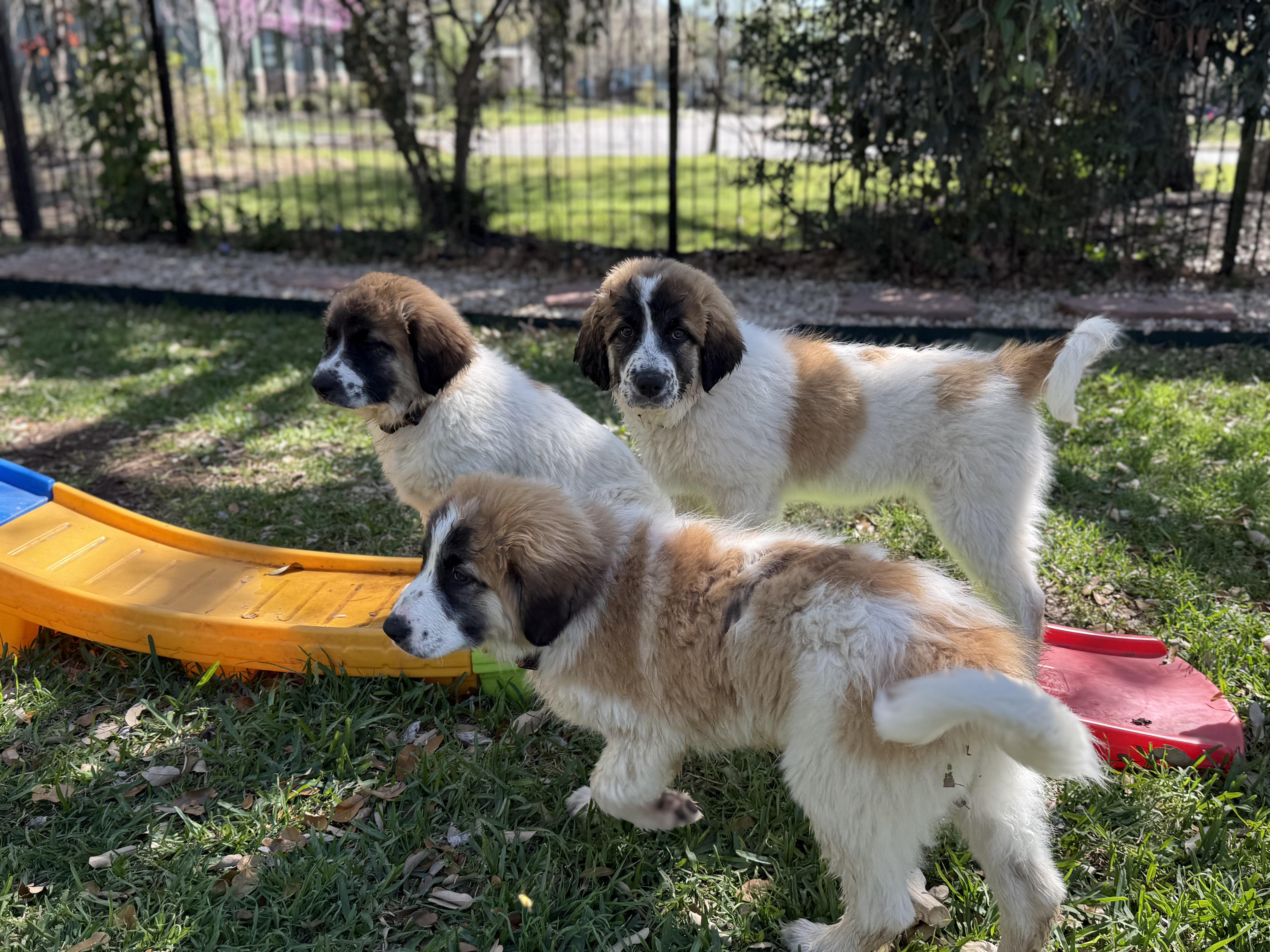 Saint Bernard/Great Pyrenees mix Puppies!, a ADOPTABLE mixed breed in Dale, TX image 4/5