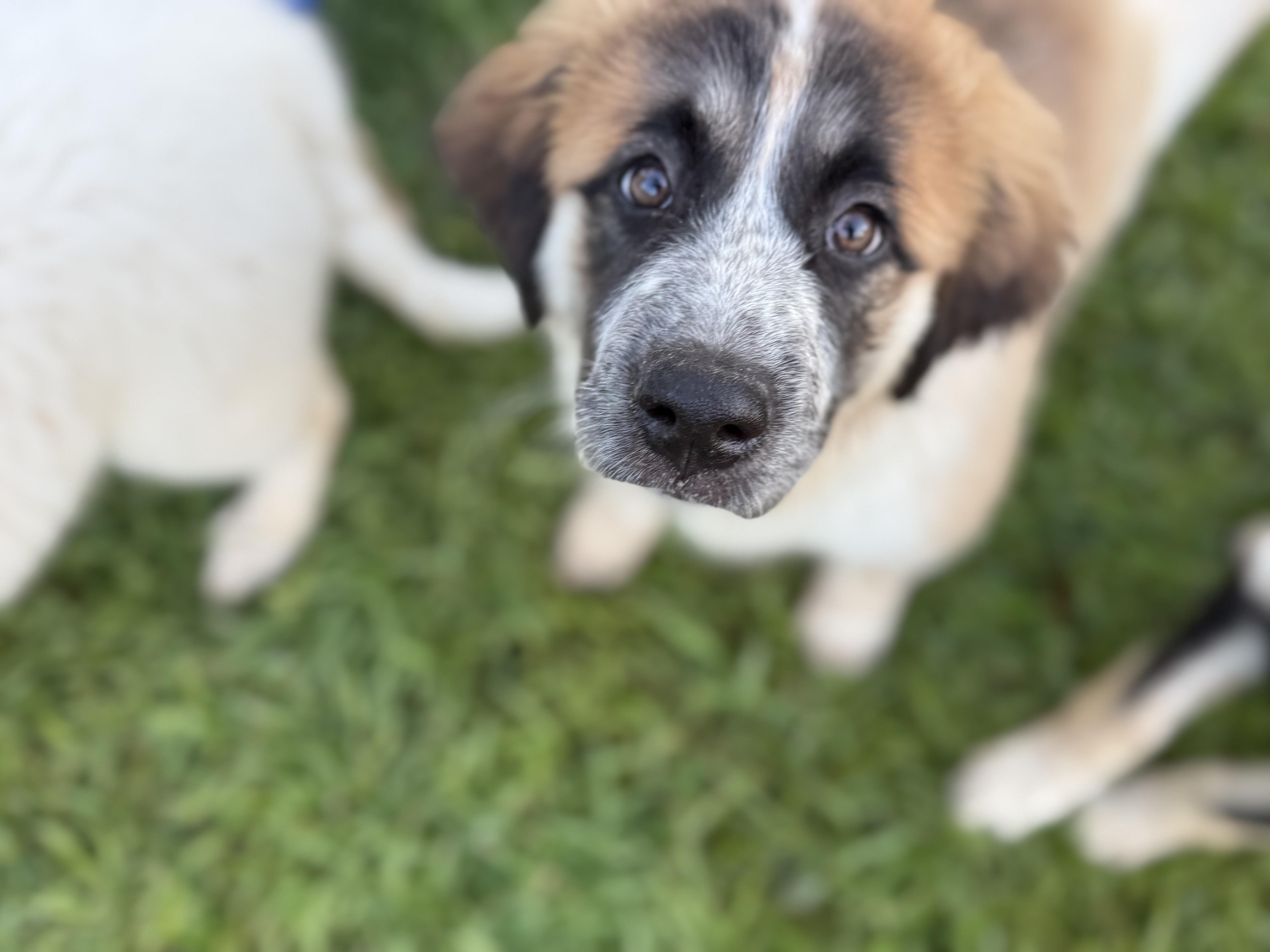 Saint Bernard/Great Pyrenees mix Puppies!, a ADOPTABLE mixed breed in Dale, TX image 1/5