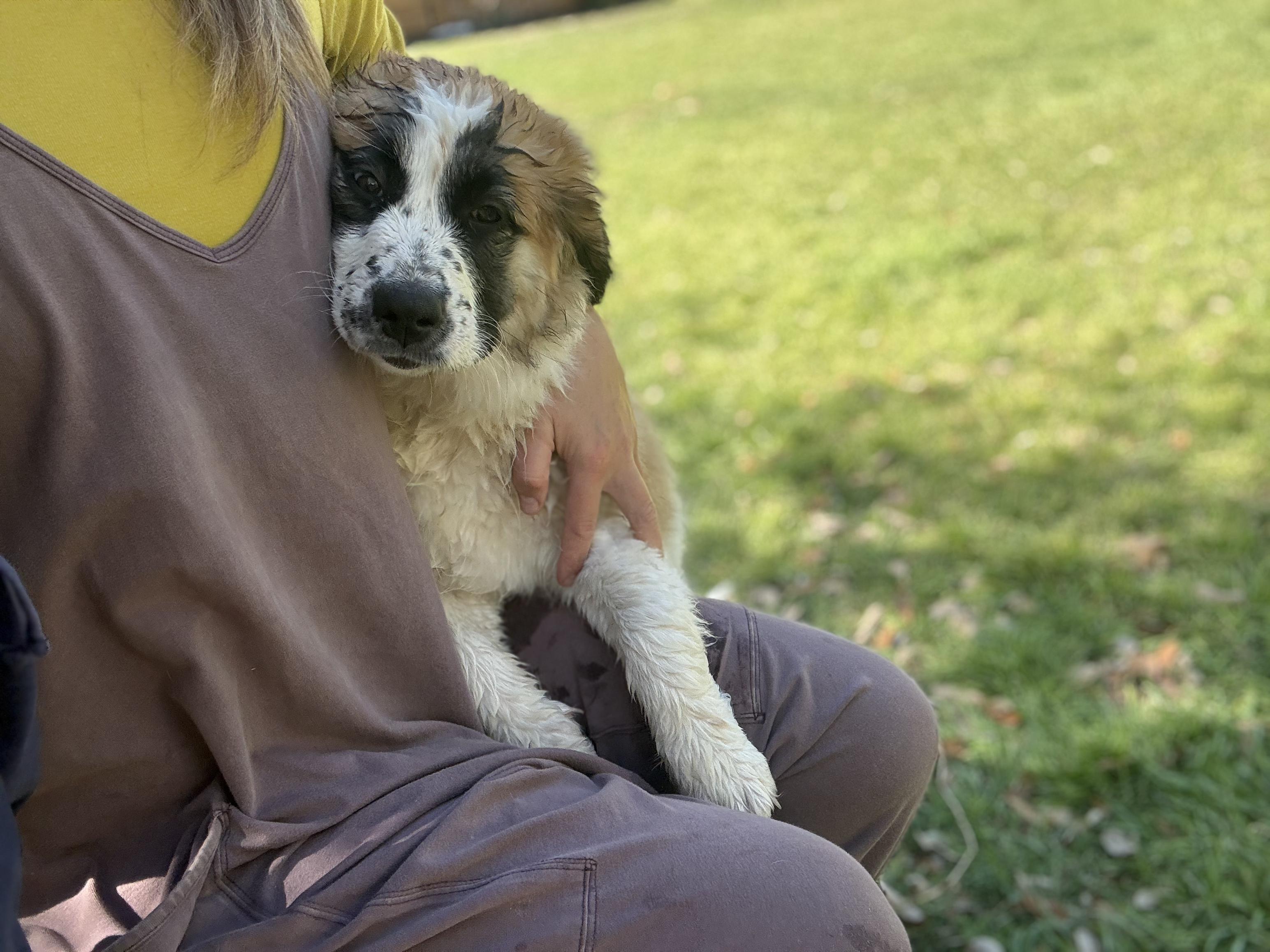 Saint Bernard/Great Pyrenees mix Puppies!, a ADOPTABLE mixed breed in Dale, TX image 3/5