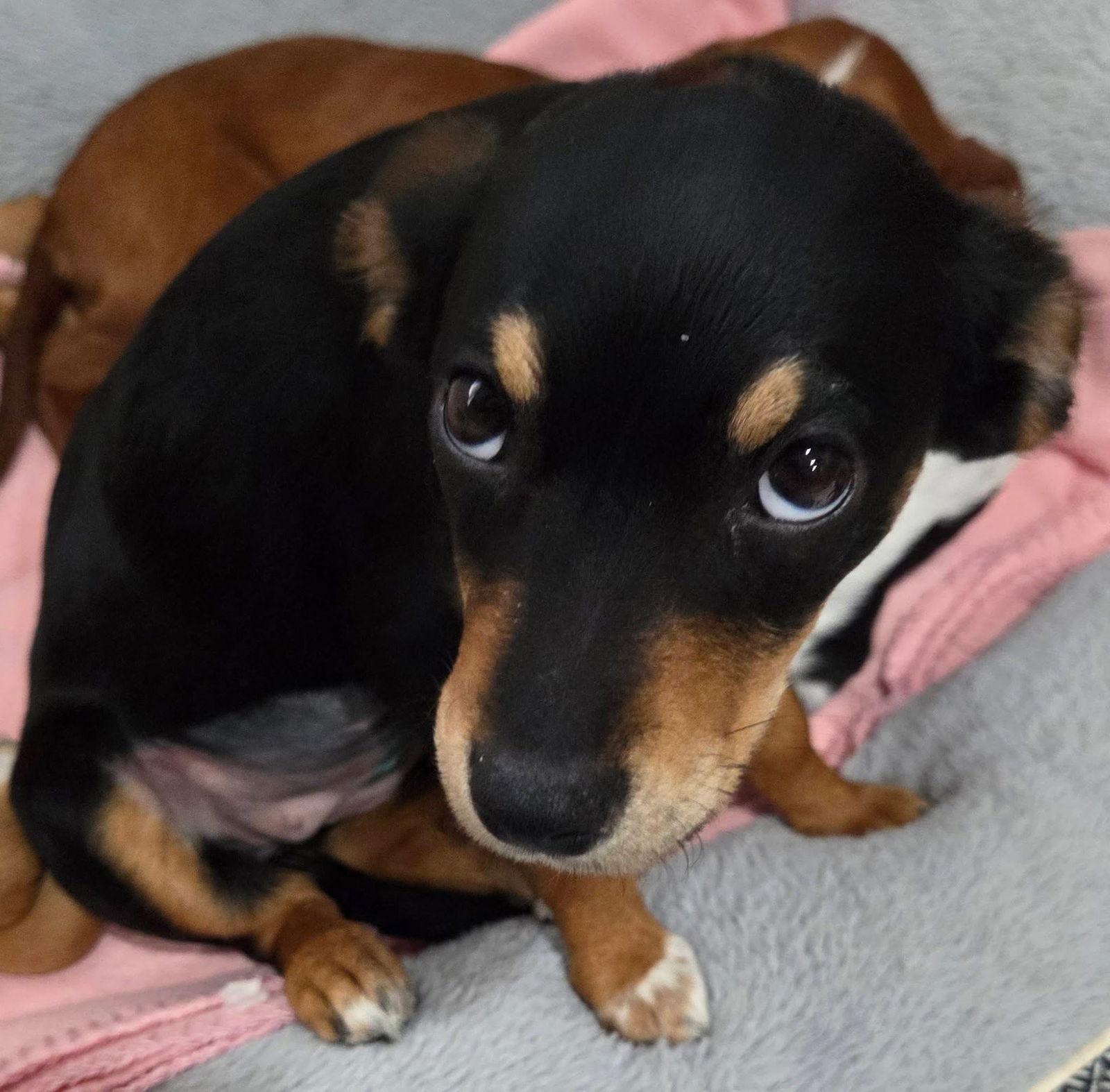 Boots Priceless, Adoptable, Puppy Female Chihuahua & Terrier.