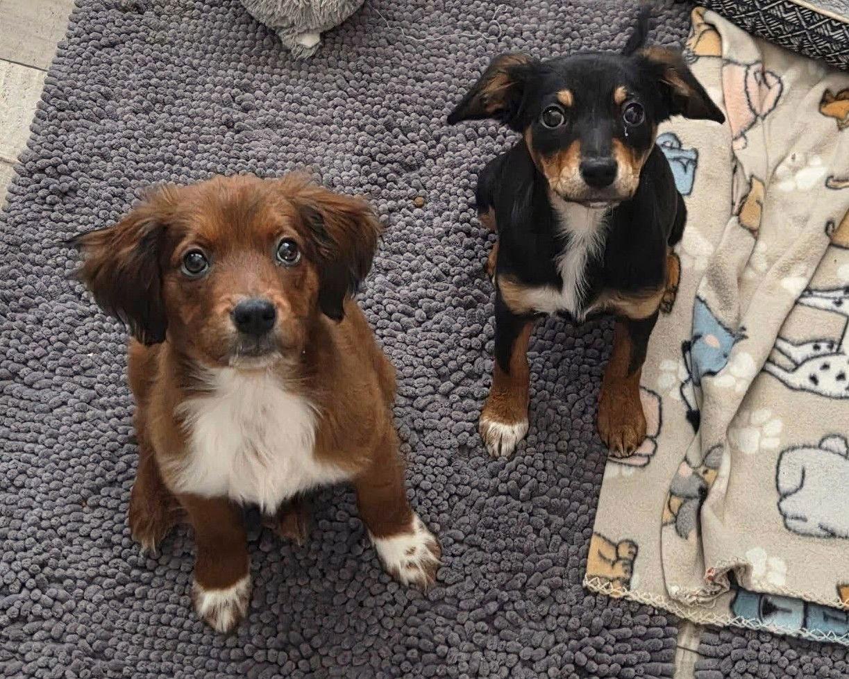 Boots Priceless thumbnail 2