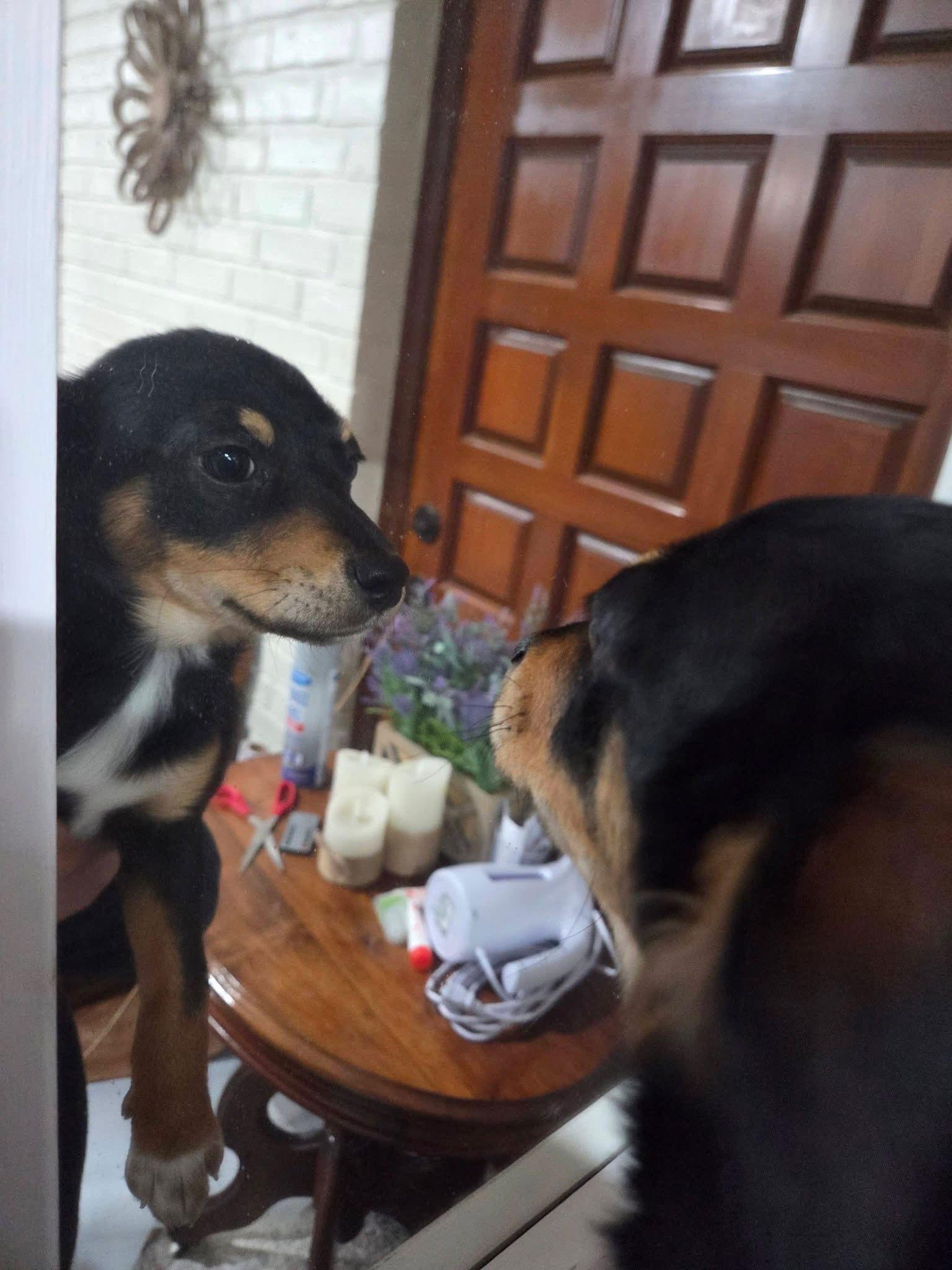 Enlarge Boots Priceless, a Adoptable mixed breed in Wakefield, RI image 2/3