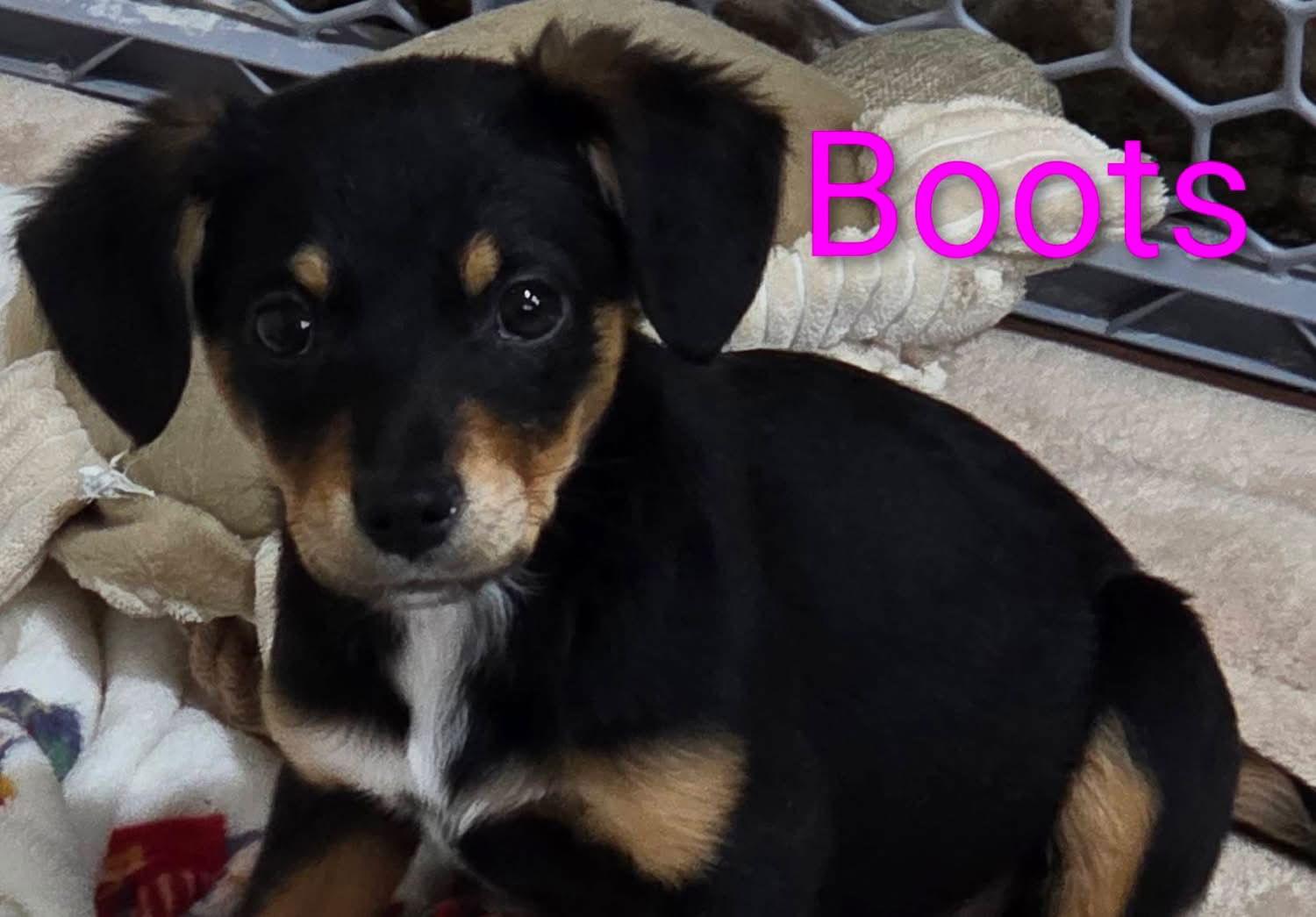 Boots Priceless thumbnail 3