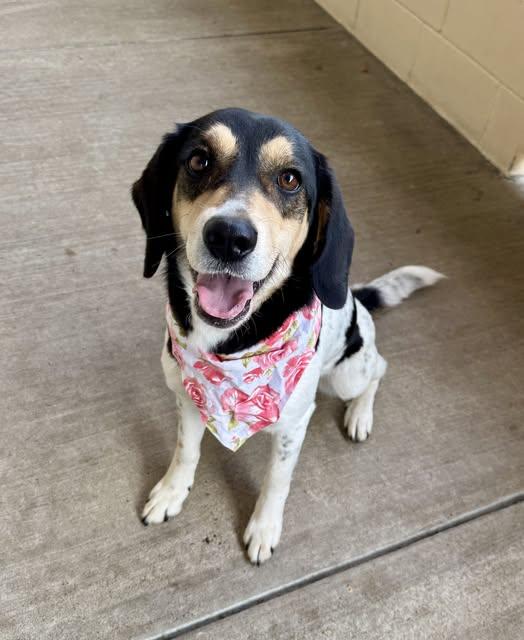 Enlarge April Paws, a Adoptable Beagle in McKinney, TX image 1/1