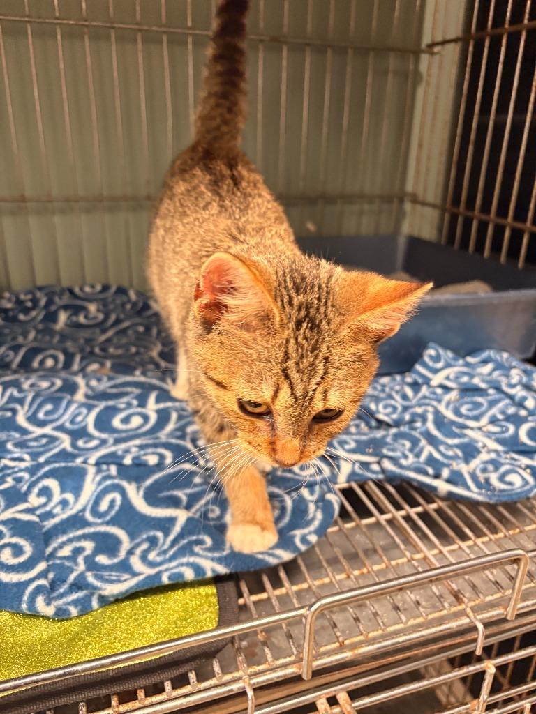 Baker, Adoptable, Kitten Male Domestic Short Hair.
