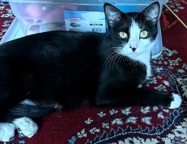 Luna, a Adoptable Domestic Short Hair in Reno, NV image 1/6