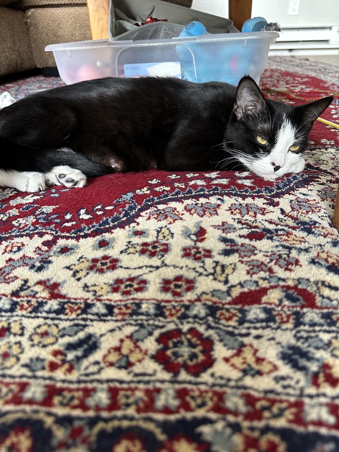 Luna, a Adoptable Domestic Short Hair in Reno, NV image 4/6