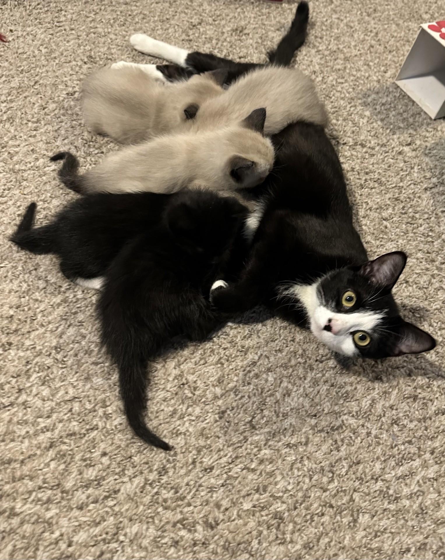 Luna, a Adoptable Domestic Short Hair in Reno, NV image 6/6