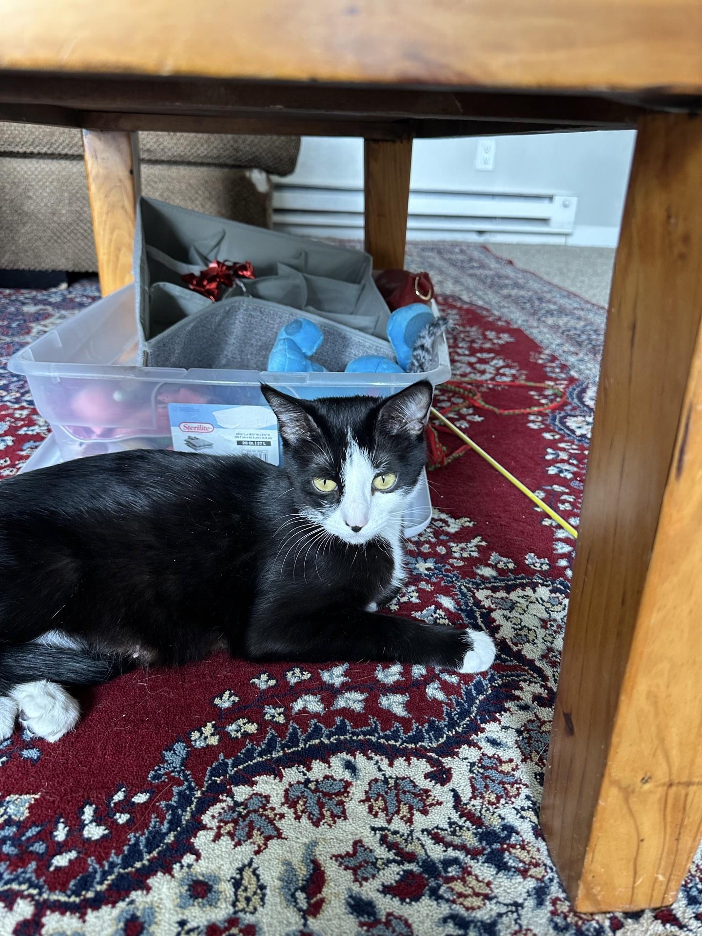 Luna, a Adoptable Domestic Short Hair in Reno, NV image 3/6