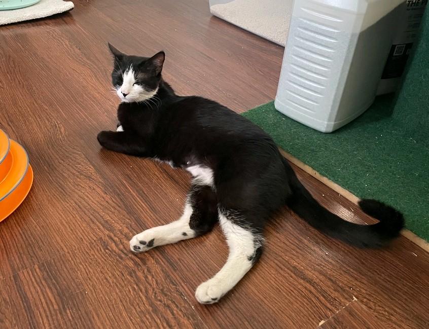 Enlarge Luna, an adoptable Domestic Short Hair in Reno, NV image 2/5