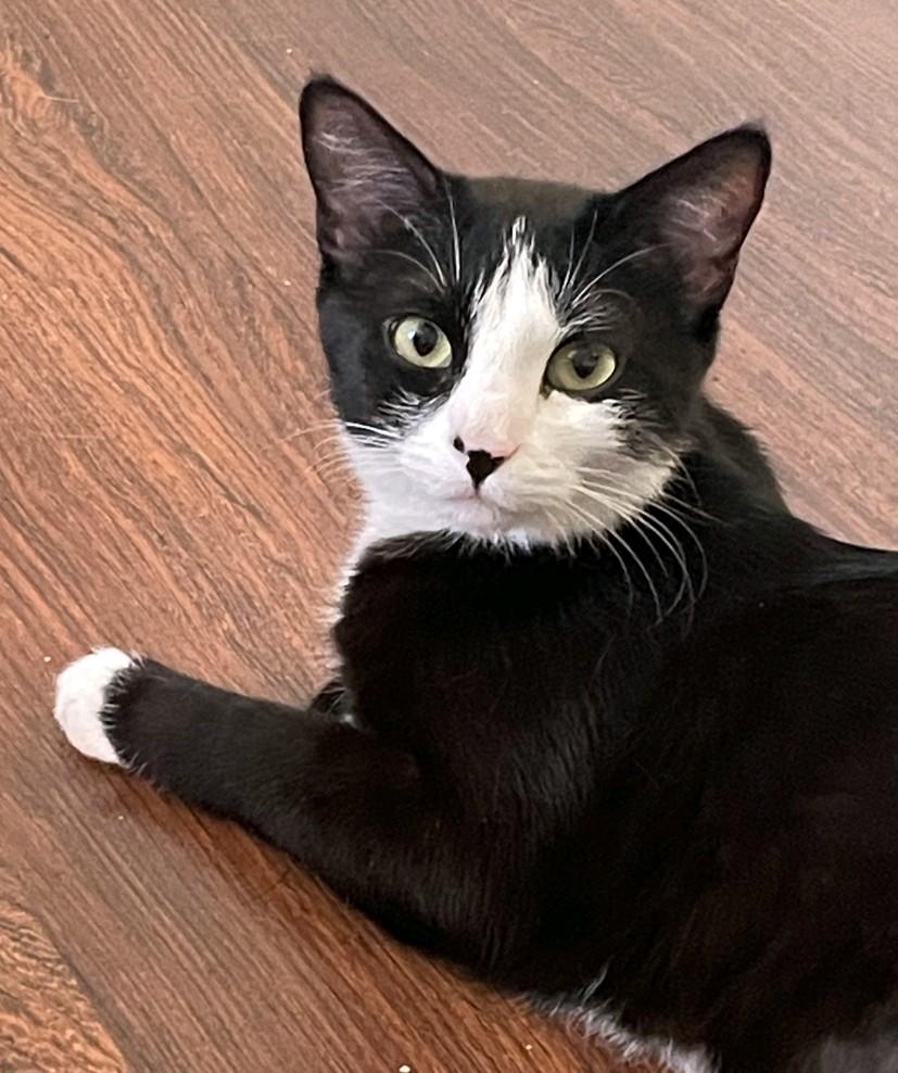 Enlarge Luna, an adoptable Domestic Short Hair in Reno, NV image 1/5