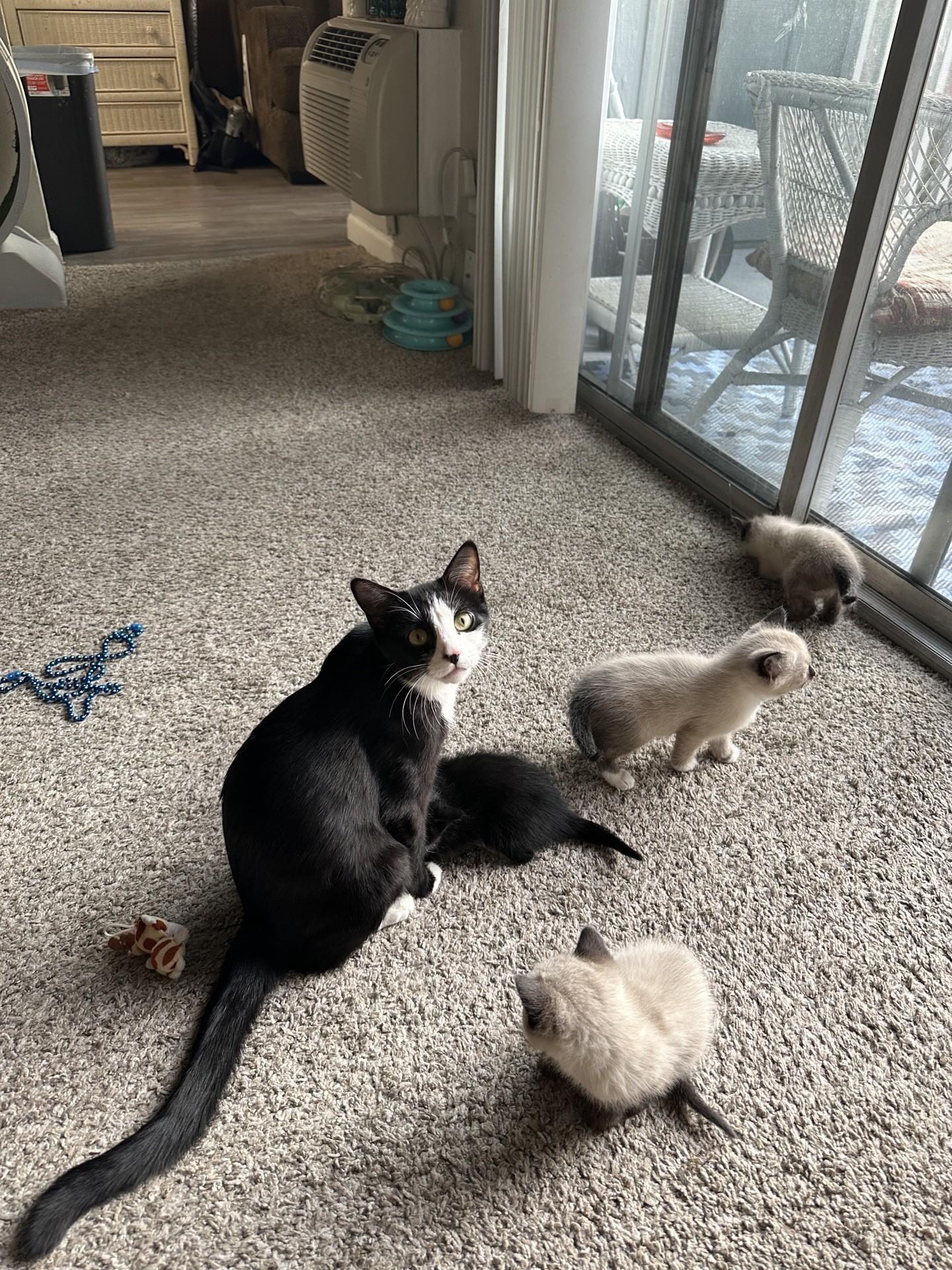 Luna, a Adoptable Domestic Short Hair in Reno, NV image 5/6