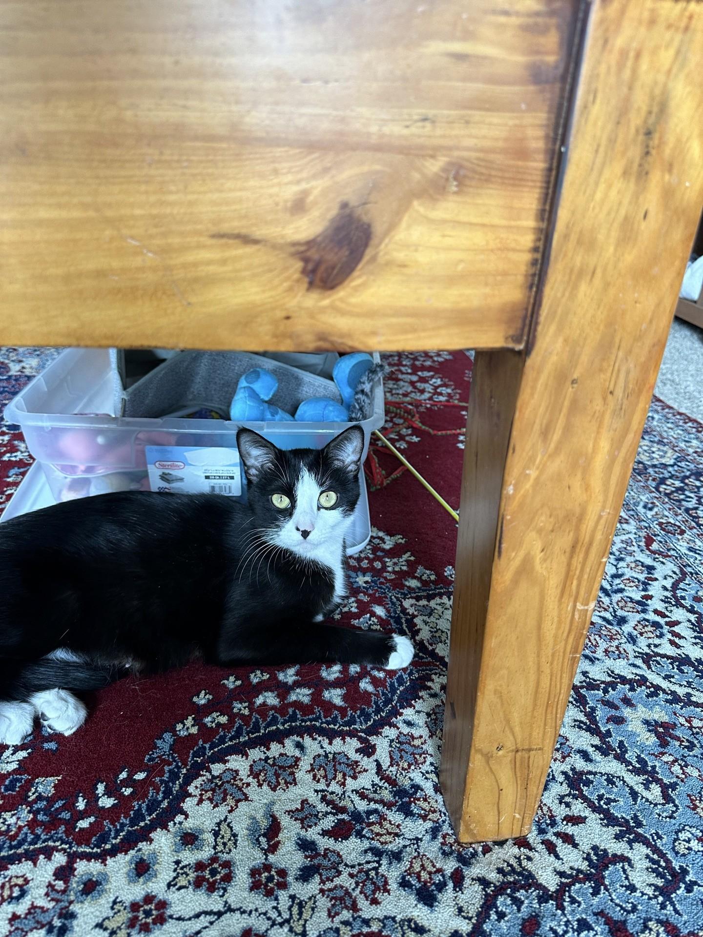 Luna, a Adoptable Domestic Short Hair in Reno, NV image 2/6