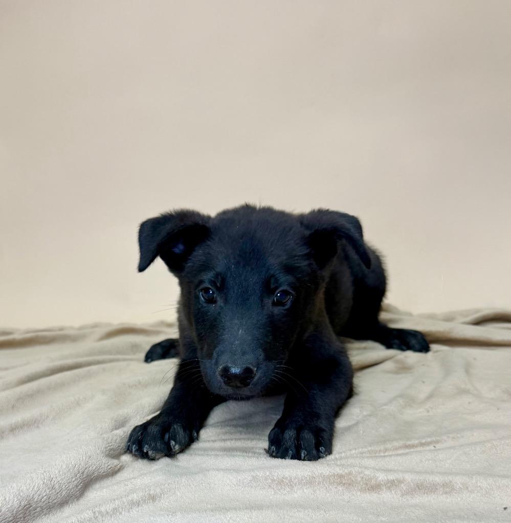 Enlarge Puffin, a Adoptable mixed breed in Alvin, TX image 2/3