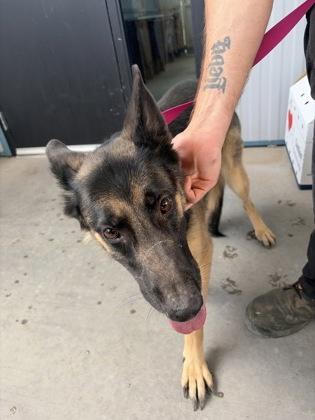 Zoe, Adoptable, Adult Female German Shepherd Dog & Mixed Breed.