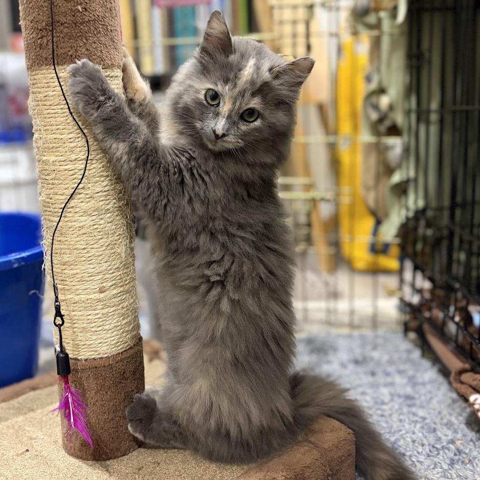 Enlarge Kiwi, a Adoptable Domestic Long Hair in Sonoma, CA image 1/4
