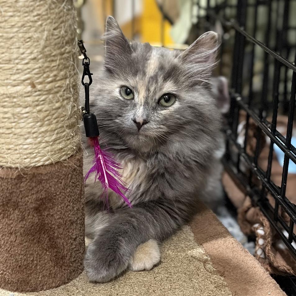 Enlarge Kiwi, a Adoptable Domestic Long Hair in Sonoma, CA image 2/4