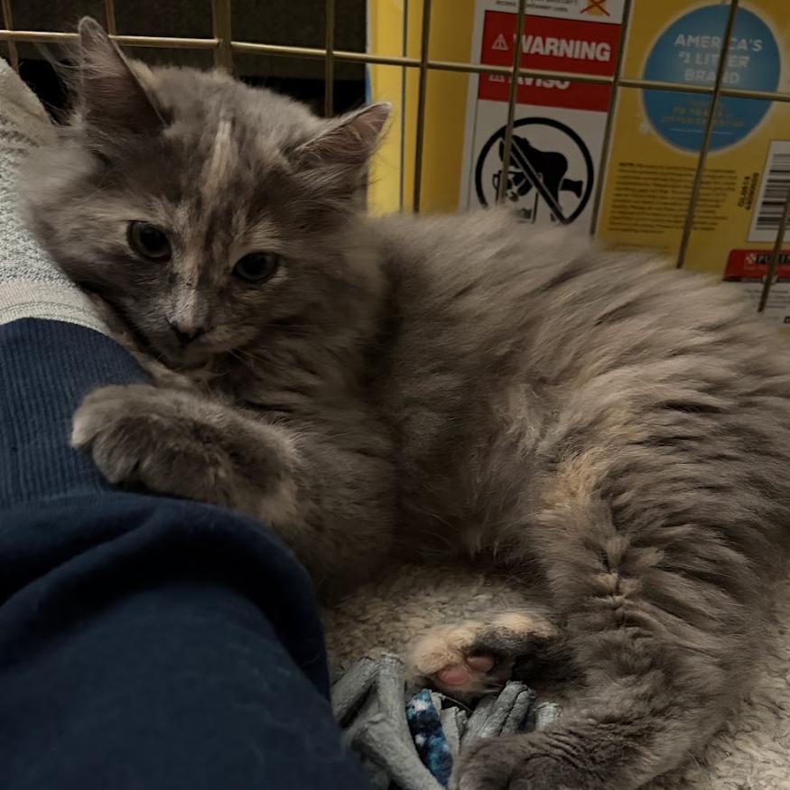 Enlarge Kiwi, a Adoptable Domestic Long Hair in Sonoma, CA image 3/4