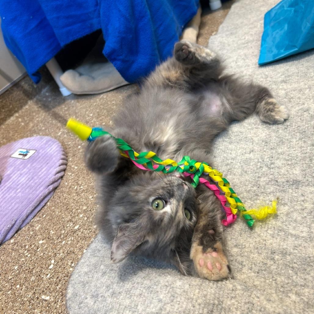 Enlarge Kiwi, a Adoptable Domestic Long Hair in Sonoma, CA image 4/4