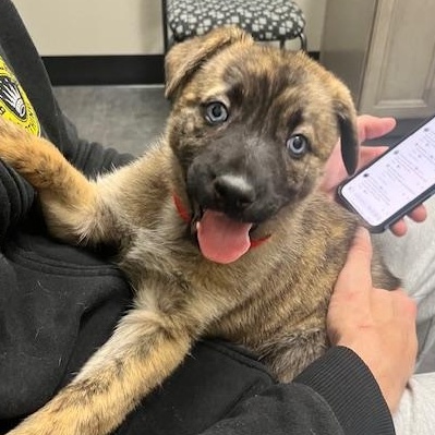 Winter, adopted, Puppy Female Shepherd.
