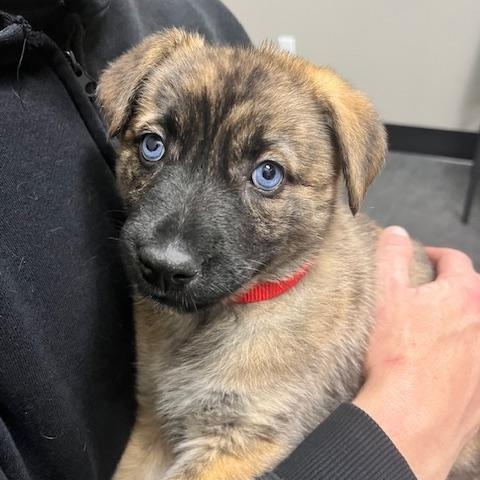 Enlarge Winter, an adopted mixed breed in Lodi, CA image 2/3